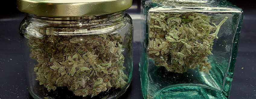 CONCIARE LA CANNABIS PER UN PRODOTTO FINALE PIÙ LISCIO CONCIARE LA CANNABIS PER UN PRODOTTO FINALE PIÙ LISCIO