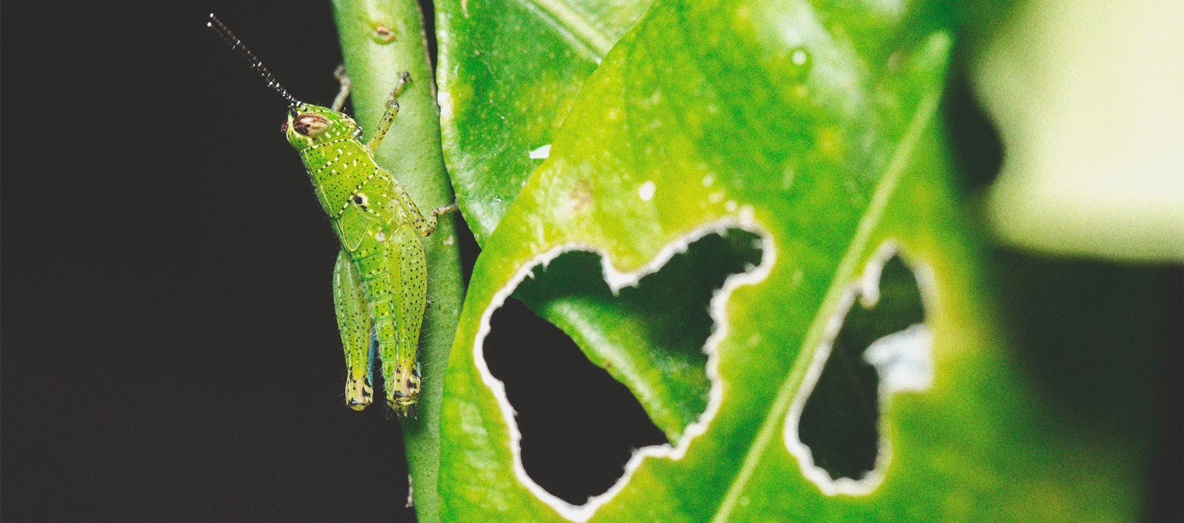 Come tenere i grilli lontani dalle piante di cannabis