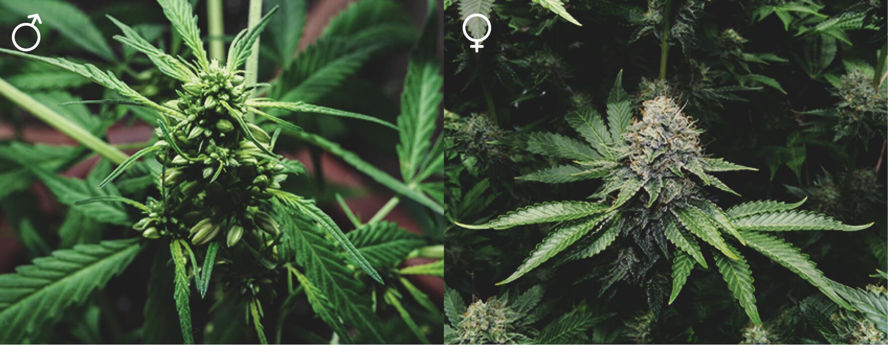 Le Piante di Cannabis Sono Tutte Uguali? Le Piante di Cannabis Sono Tutte Uguali?