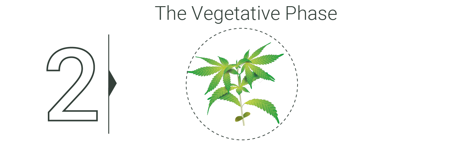 Quando raccogliere la marijuana