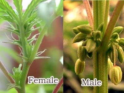 differenza tra piante di cannabis maschili e femminili