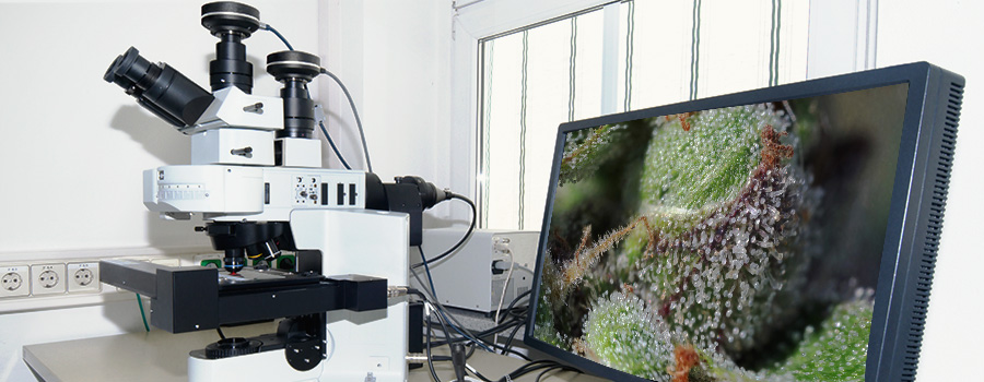 Microscopio digitale