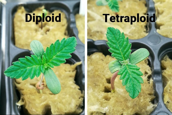 Diploid vs Tetraploid Plants
