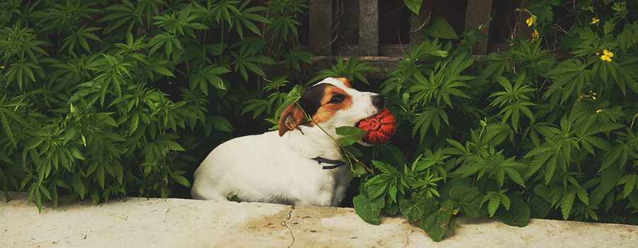 Il cane consuma cannabis Il cane consuma cannabis