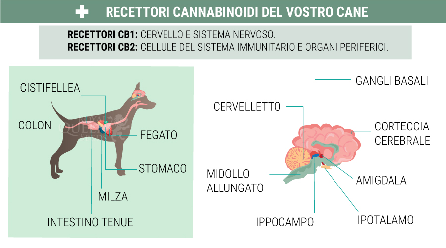 Recettori dei cannabinoidi del cane Recettori dei cannabinoidi del cane