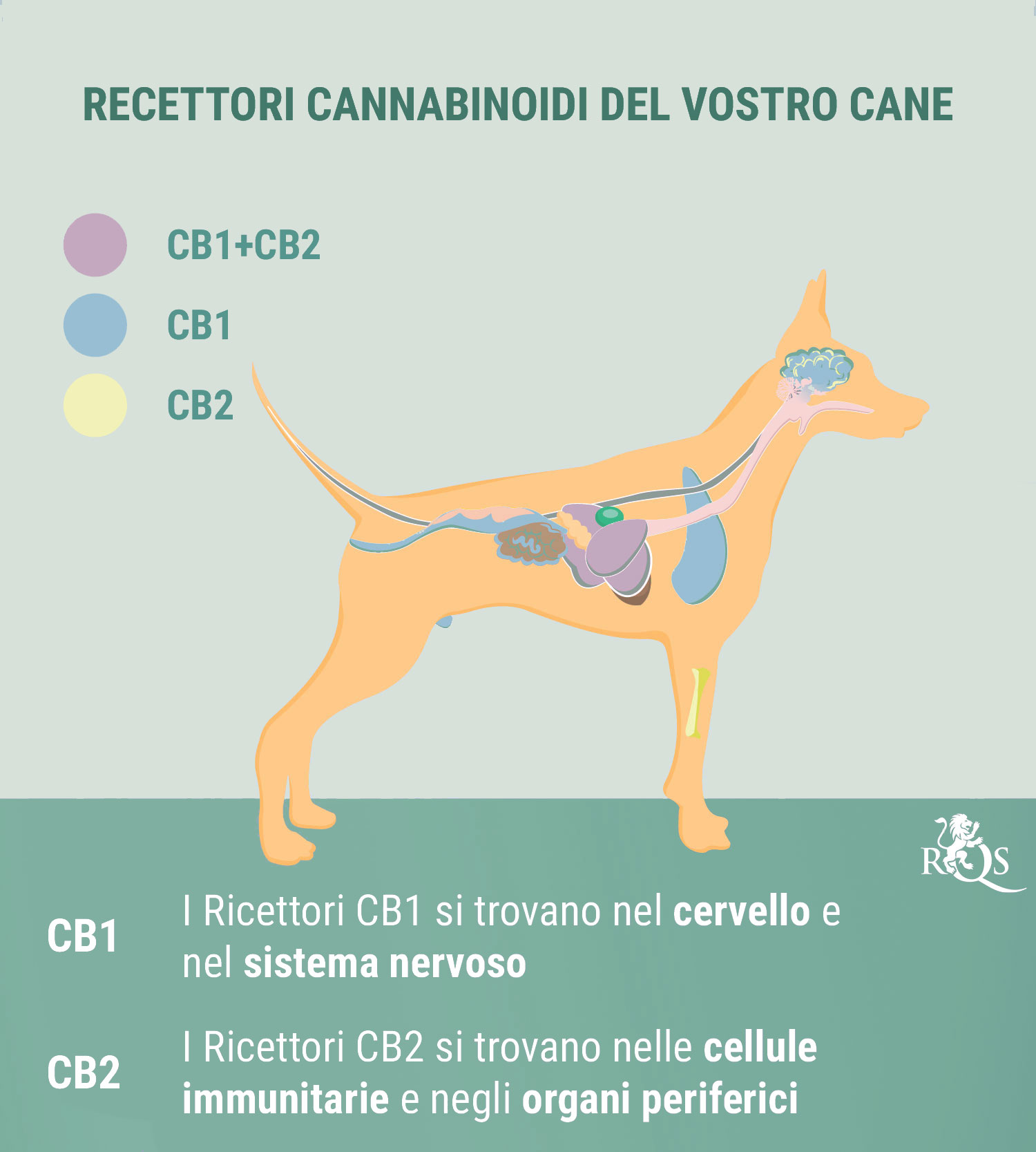 CBD per Cani: Cosa Abbiamo Scoperto Finora CBD per Cani: Cosa Abbiamo Scoperto Finora