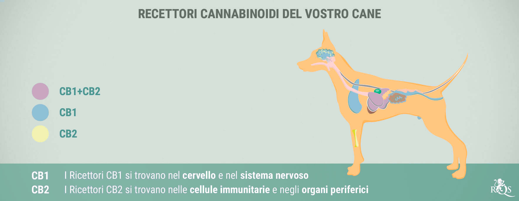 CBD per Cani: Cosa Abbiamo Scoperto Finora CBD per Cani: Cosa Abbiamo Scoperto Finora
