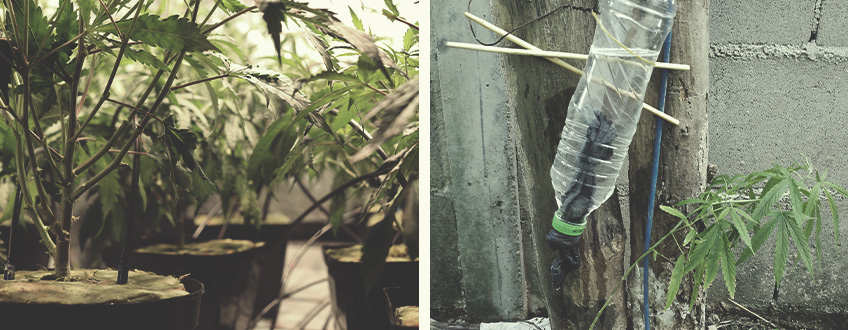 Costruire un Sistema di Irrigazione a Goccia Fai-da-Te per Coltivare Cannabis Costruire un Sistema di Irrigazione a Goccia Fai-da-Te per Coltivare Cannabis