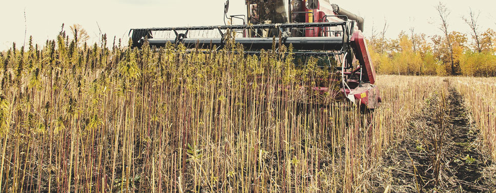 Aridocoltura: Un Esempio di Agricoltura Rigenerativa in Azione