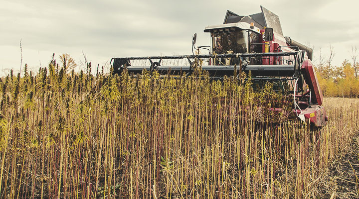 Aridocoltura: Un Esempio di Agricoltura Rigenerativa in Azione