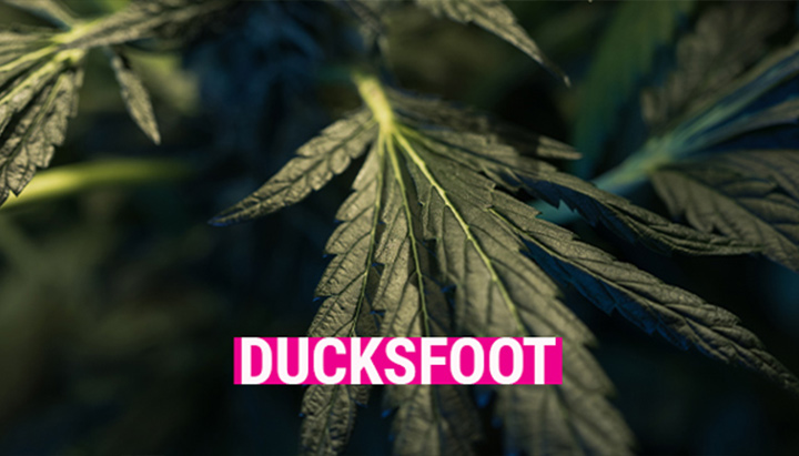 Ducksfoot