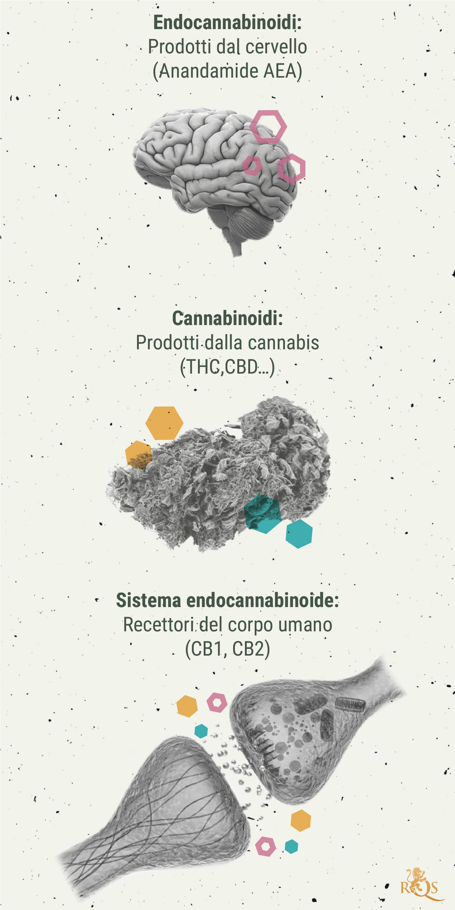 Lo Sballo Generato dalla Cannabis da un Punto di Vista Chimico