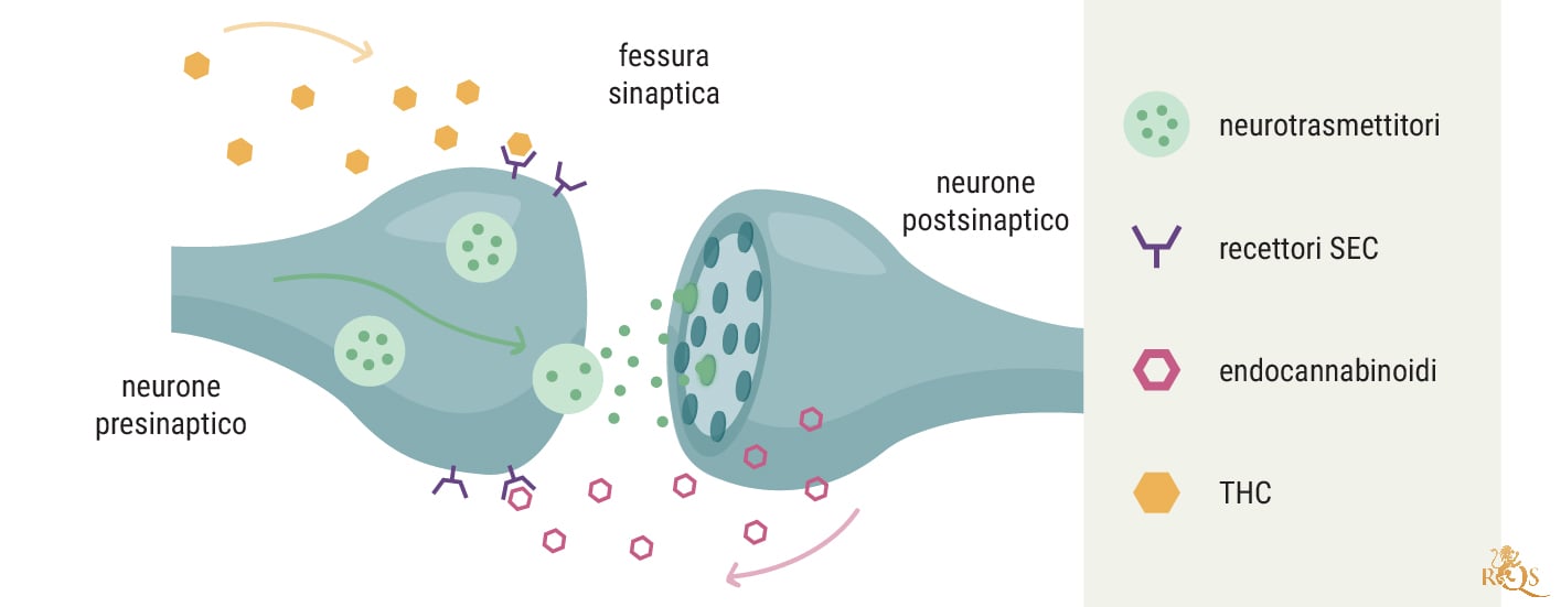 Cancro e sistema endocannabinoide