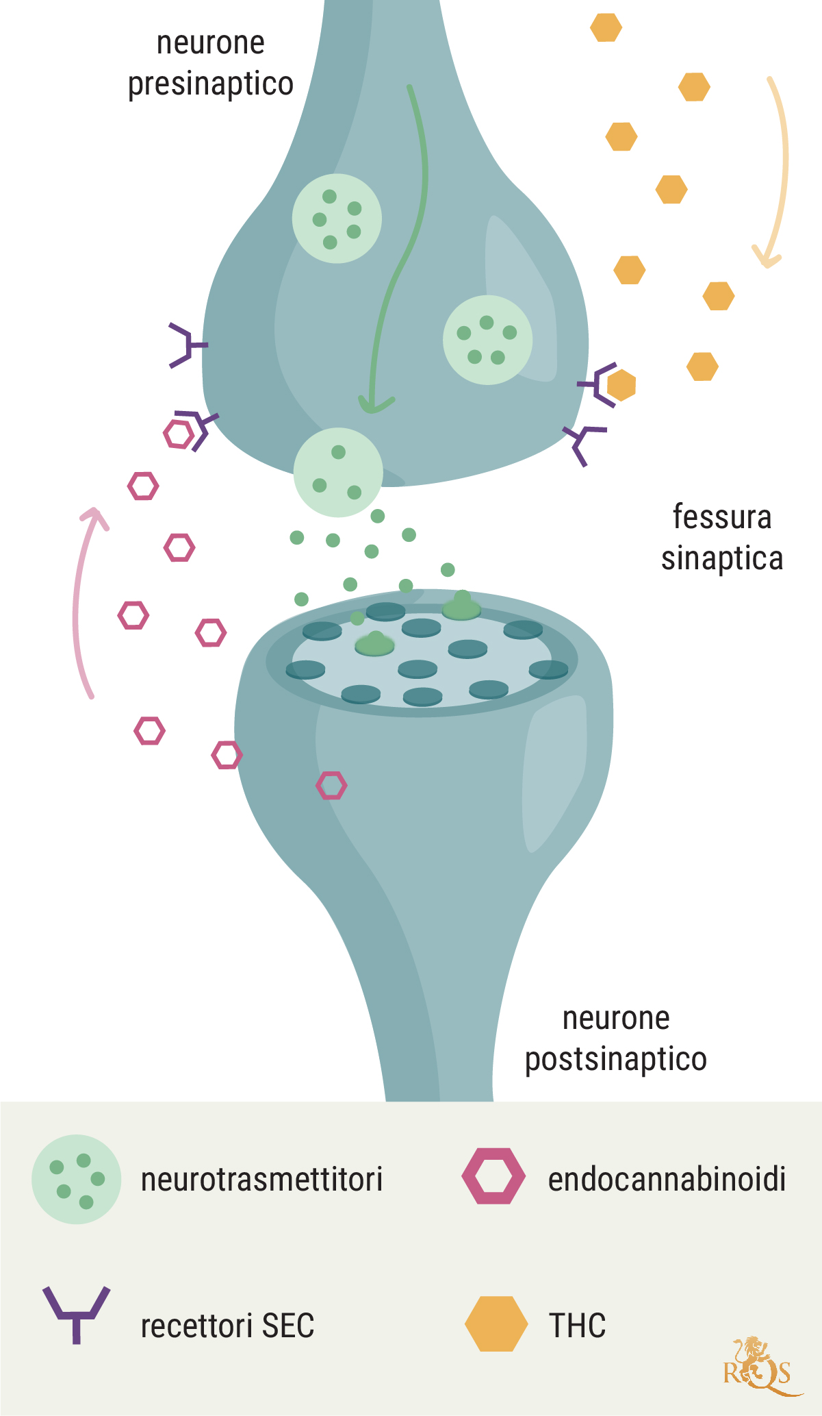 Cancro e sistema endocannabinoide