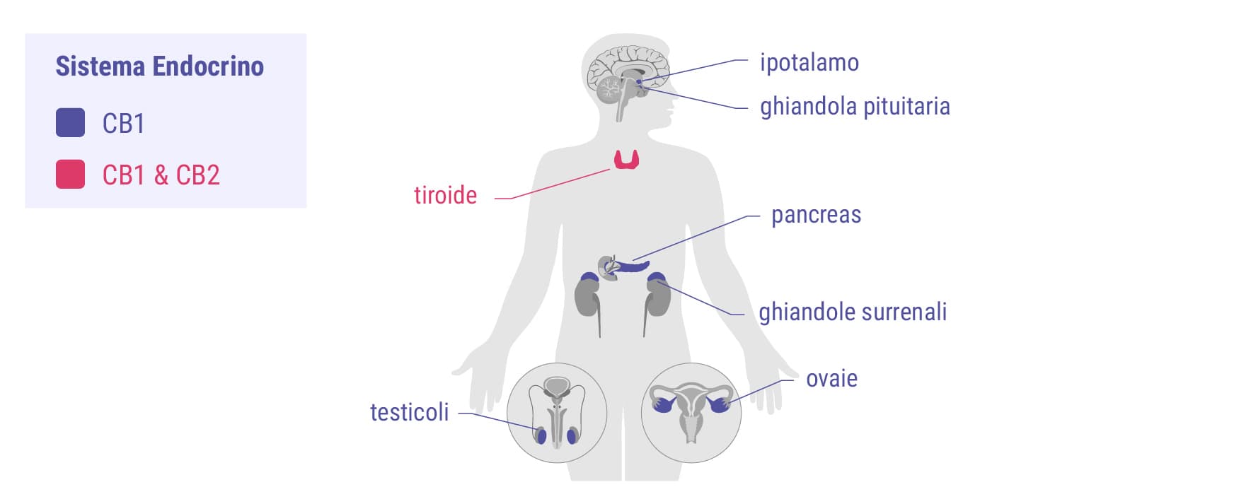 Cannabinoidi e sistema endocrino