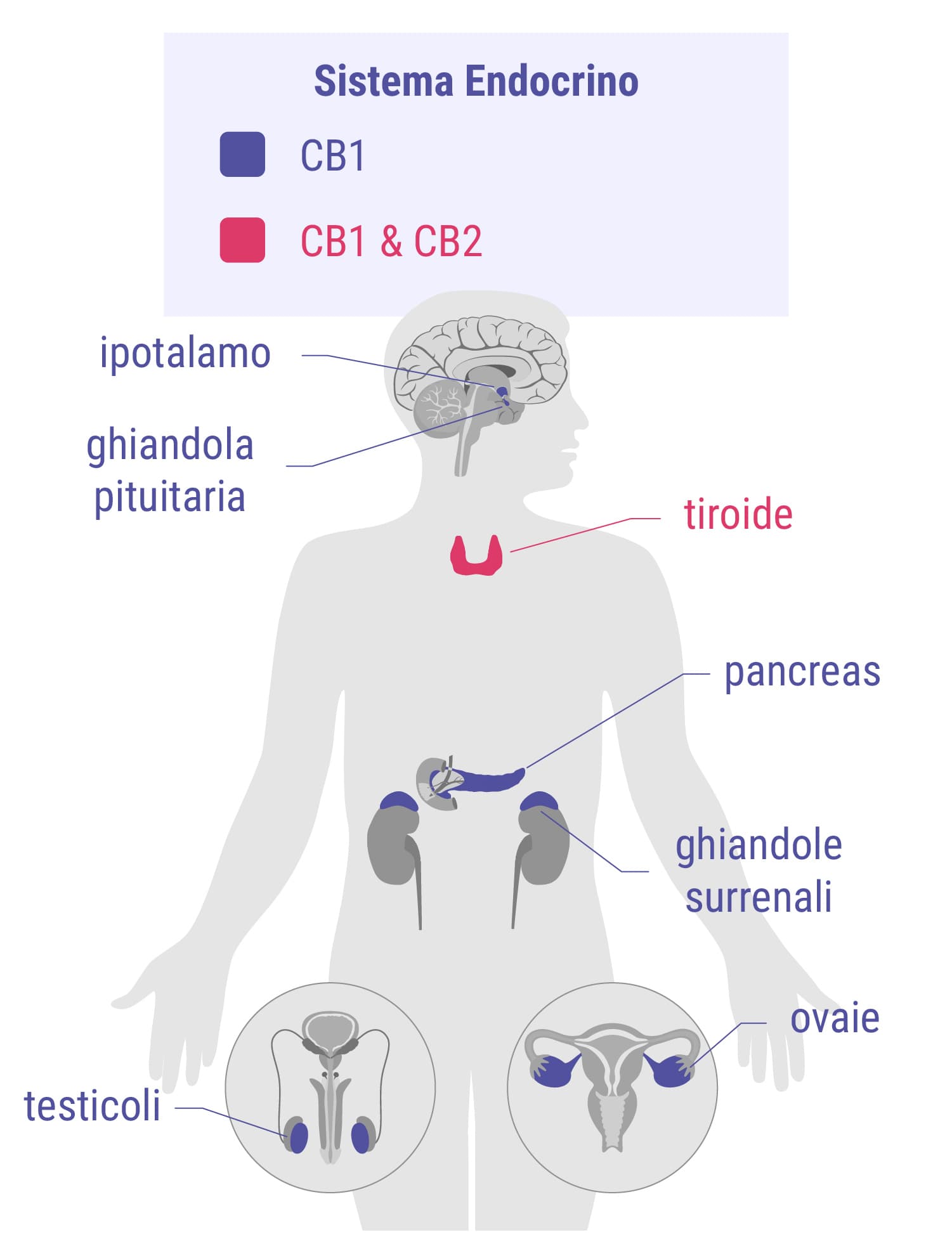 Cannabinoidi e sistema endocrino