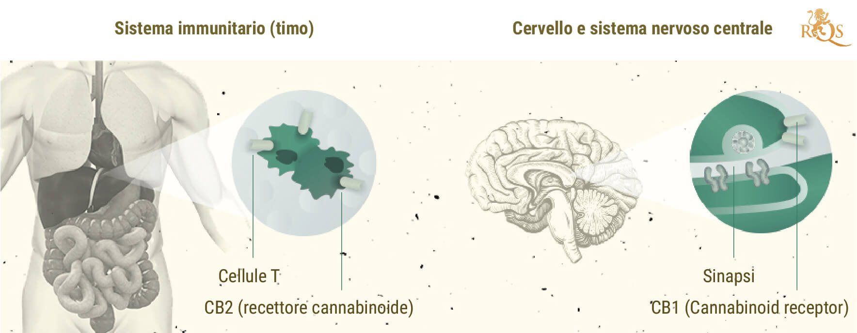 La Controversia Intorno All'effetto Entourage