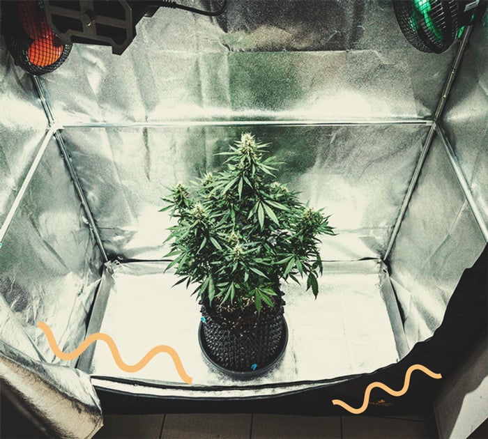 Tutto quello che c'è da sapere sui grow box 