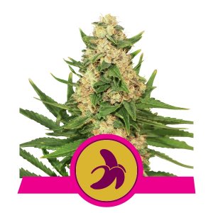 Purple Queen Marijuana Royal Queen Seeds Purple Queen Marijuana Royal Queen Seeds