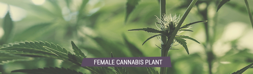 MALE CANNABIS FEMALE female preflower