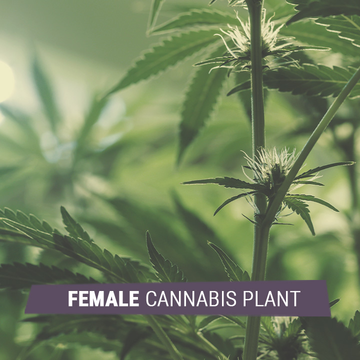 FEMALE CANNABIS FEMALE CANNABIS