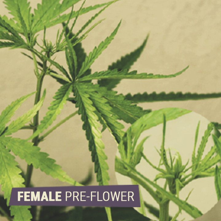 FEMALE PRE-FLOWER FEMALE PRE-FLOWER