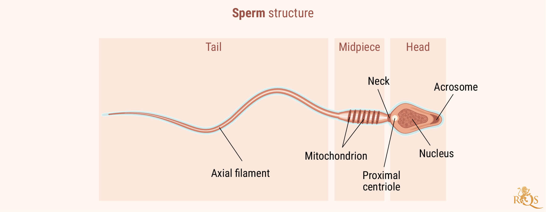 Fertilità maschile Fertilità maschile