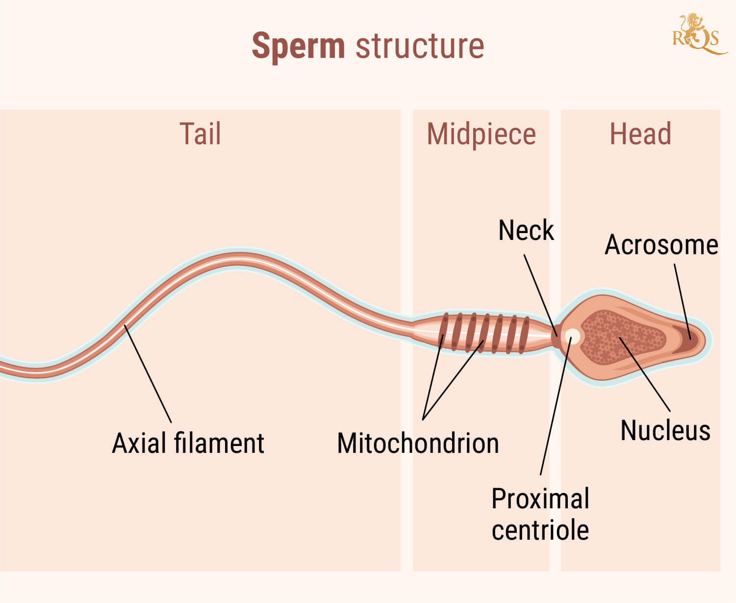 Fertilità maschile Fertilità maschile