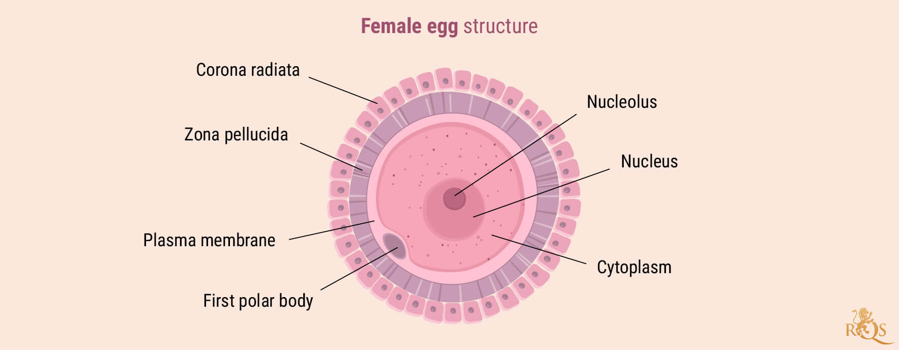 Fertilità femminile Fertilità femminile