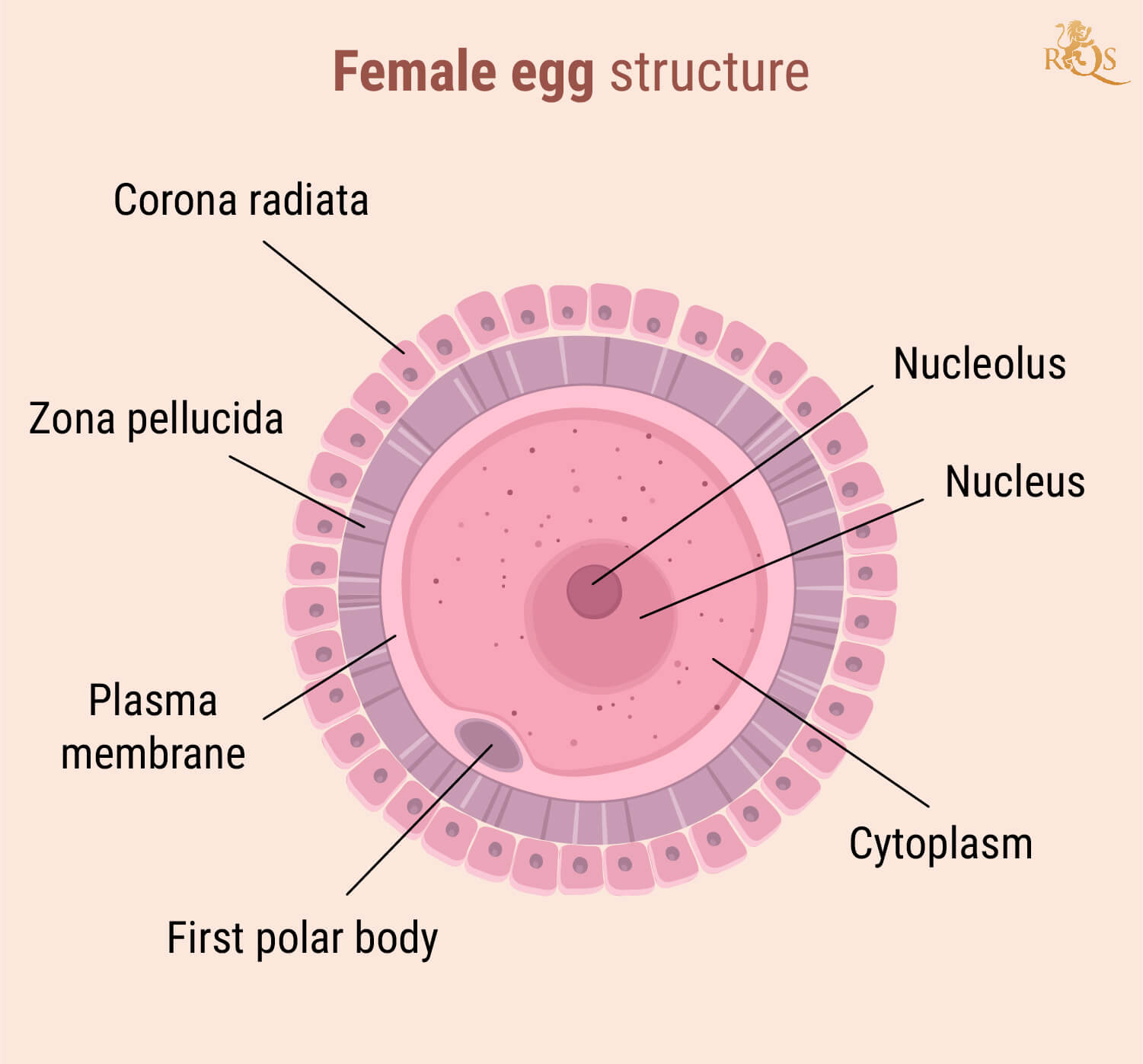 Fertilità femminile Fertilità femminile