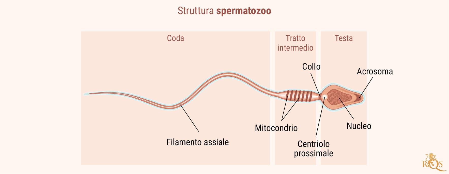 Fertilità maschile