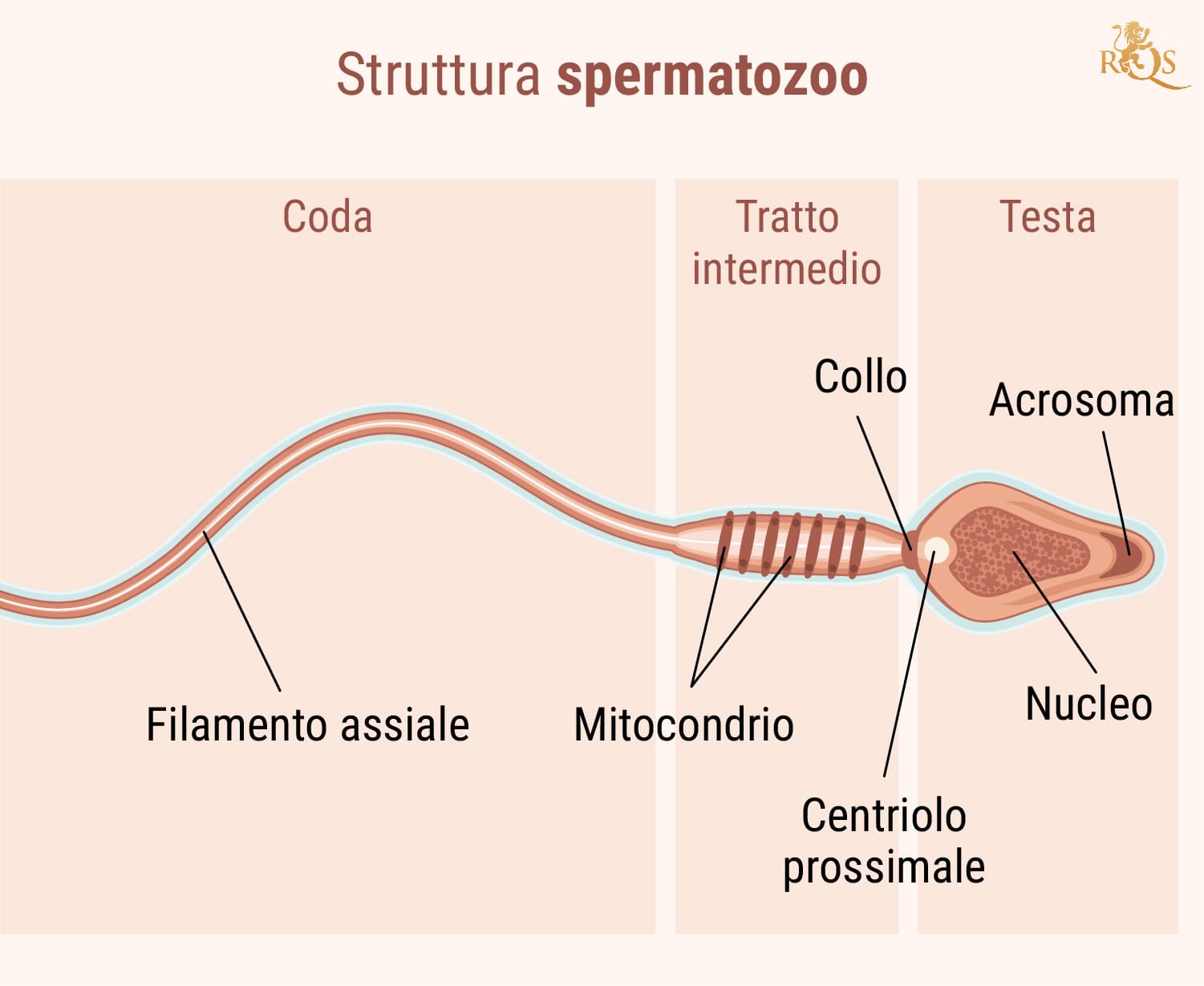 Fertilità maschile