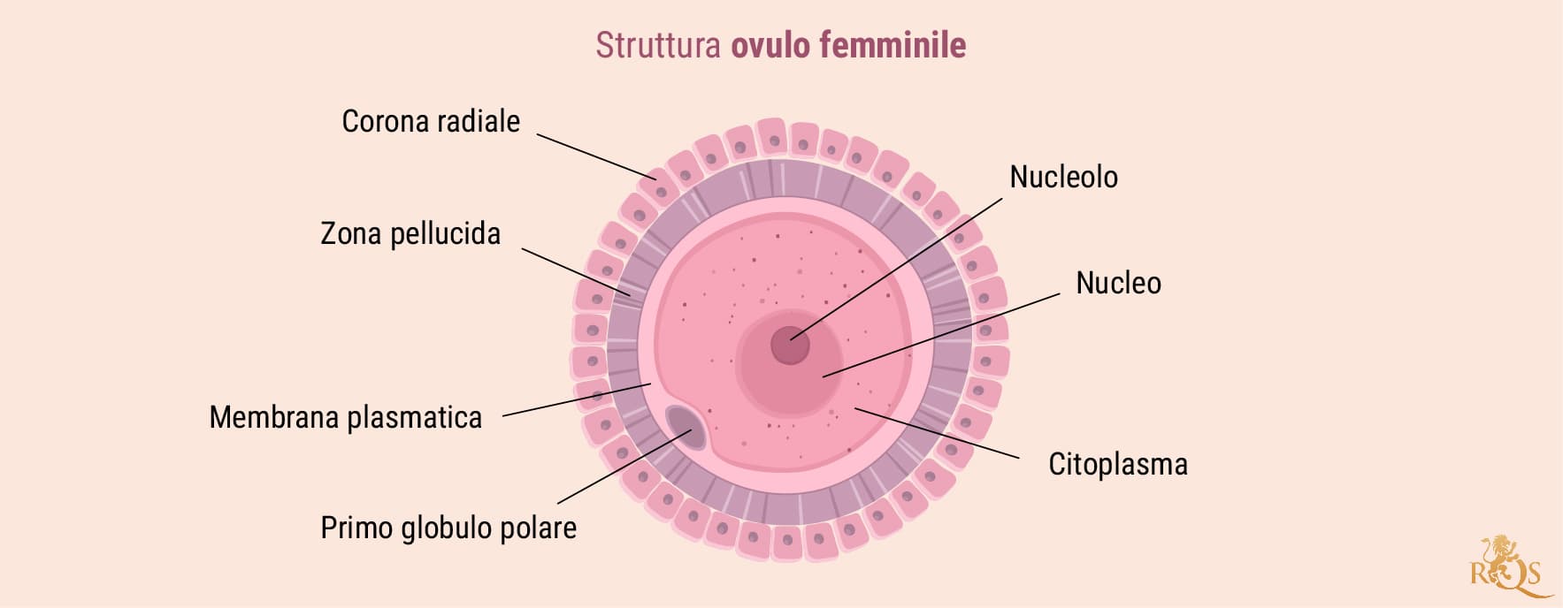 Fertilità femminile