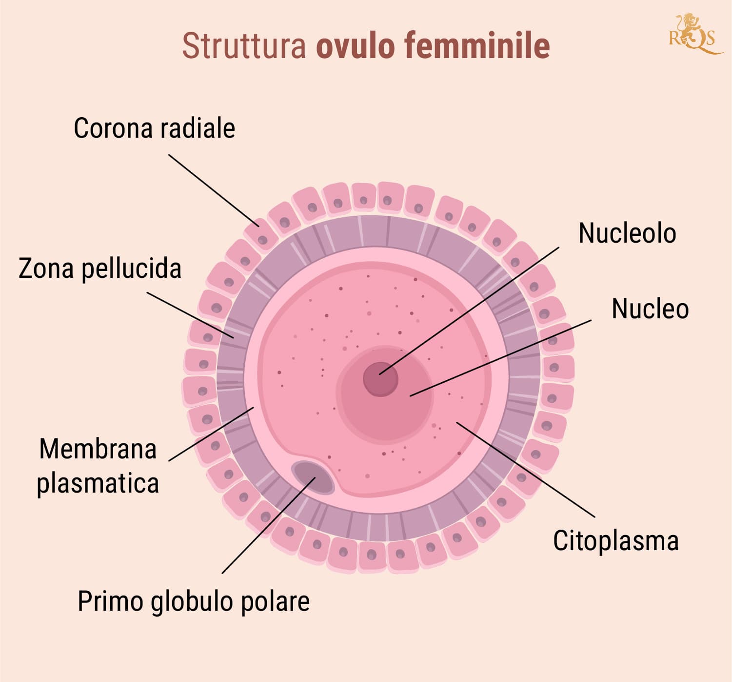 Fertilità femminile