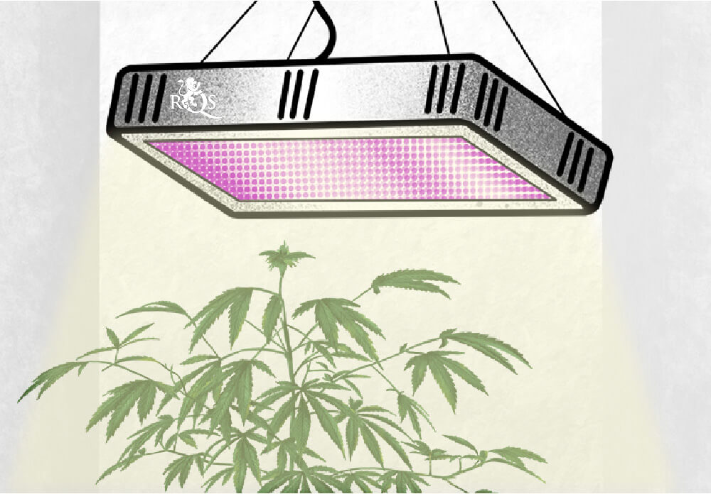 Il motivo per cui si verifica il foxtailing nella cannabis Il motivo per cui si verifica il foxtailing nella cannabis