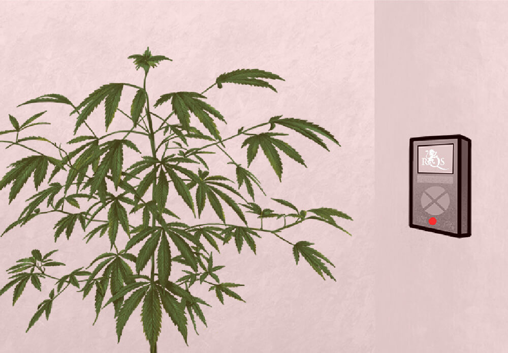 Il motivo per cui si verifica il foxtailing nella cannabis Il motivo per cui si verifica il foxtailing nella cannabis