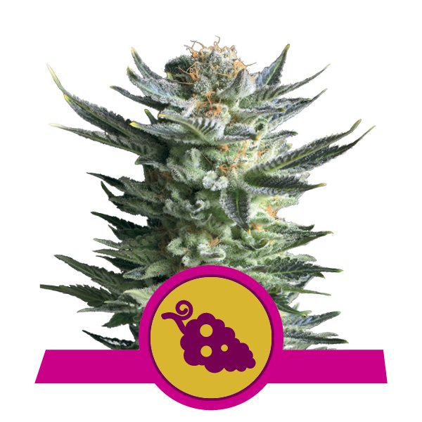 Acquistare Feminized Fruit Spirit Cannabis
Acquistare Feminized Fruit Spirit Cannabis