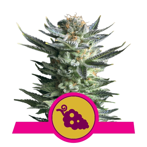 Fruit Spirit Royal Queen Seeds