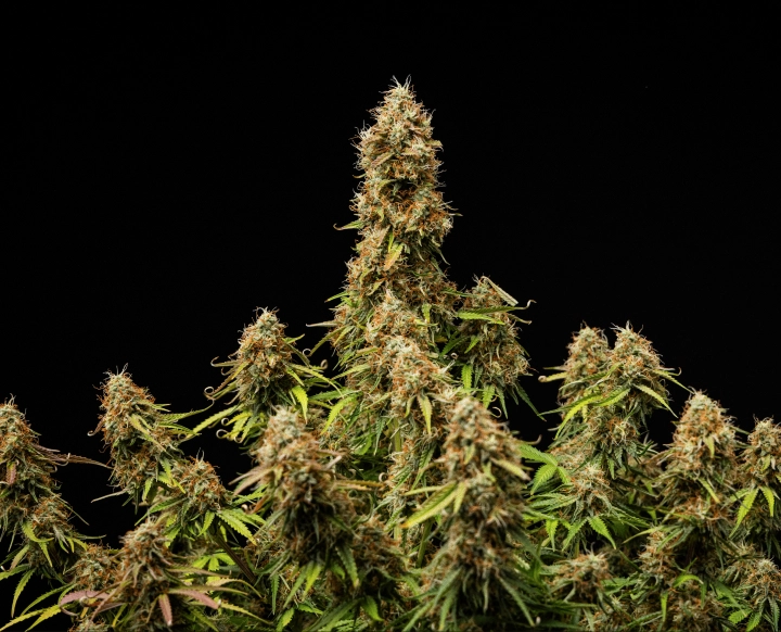 Dichte, harzige Blüten und eine vollständig ausgereifte Struktur am Ende des Zyklus