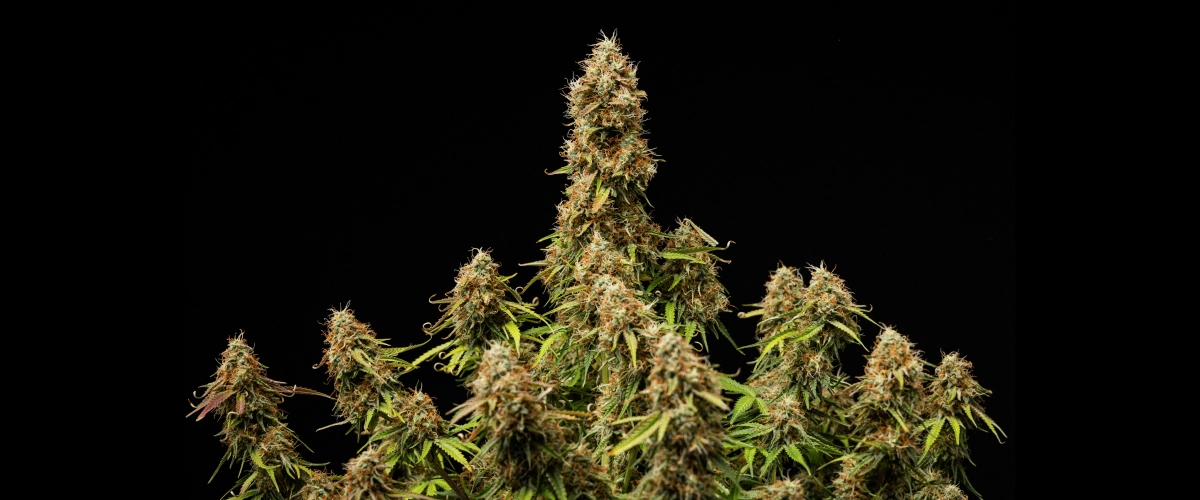 Dichte, harzige Blüten und eine vollständig ausgereifte Struktur am Ende des Zyklus