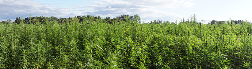Outdoor cannabis in crescita Outdoor cannabis in crescita