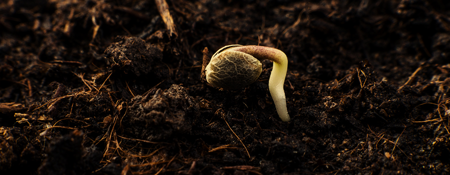 FASE 1: GERMINAZIONE (1–7 GIORNI) FASE 1: GERMINAZIONE (1–7 GIORNI)