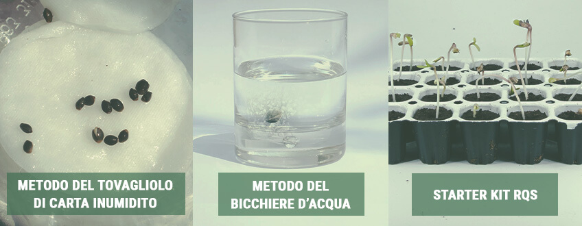 2° PASSAGGIO: USARE LE GIUSTE TECNICHE DI GERMINAZIONE 2° PASSAGGIO: USARE LE GIUSTE TECNICHE DI GERMINAZIONE