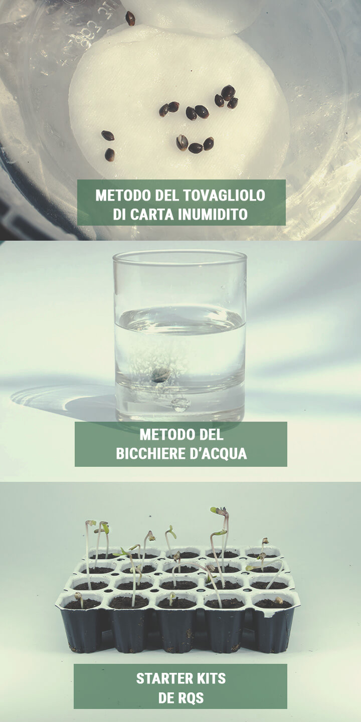 2° PASSAGGIO: USARE LE GIUSTE TECNICHE DI GERMINAZIONE 2° PASSAGGIO: USARE LE GIUSTE TECNICHE DI GERMINAZIONE