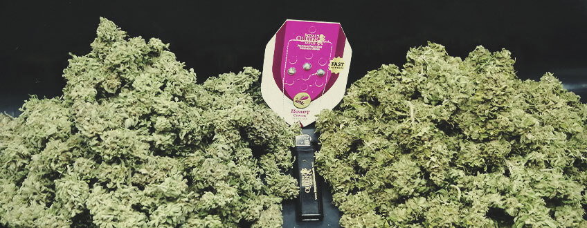 VALUTARE ED APPREZZARE LE QUALITÀ DELLA CANNABIS VALUTARE ED APPREZZARE LE QUALITÀ DELLA CANNABIS