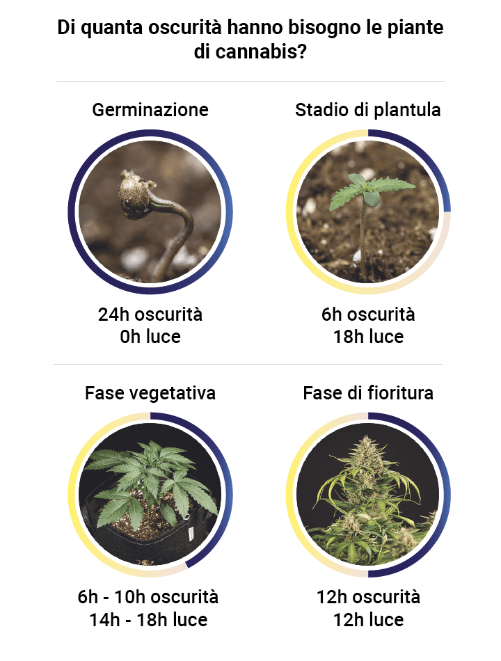 Darkness in cannabis plants