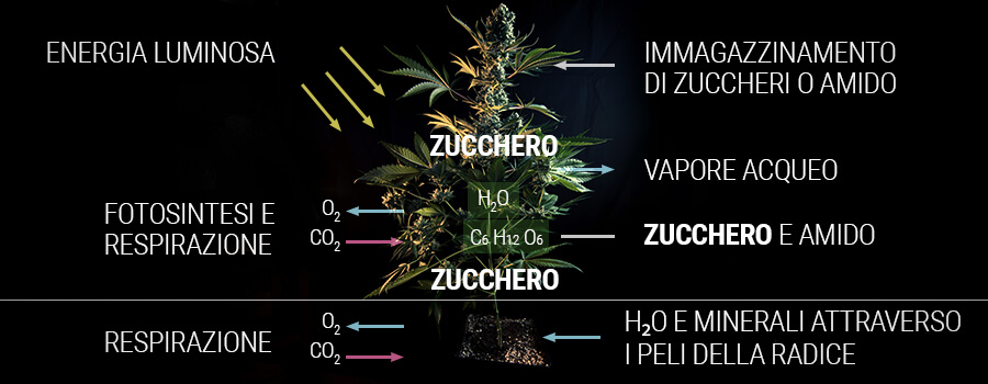 Come una pianta di cannabis produce zucchero