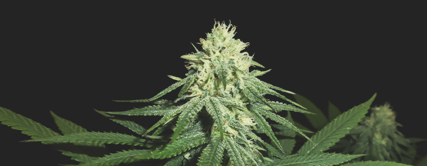Green Crack Punch Green Crack Punch