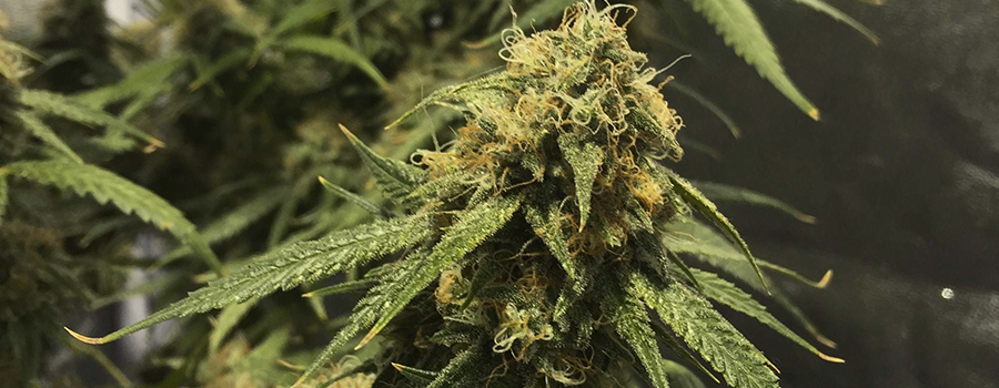 Green Gelato Green Gelato