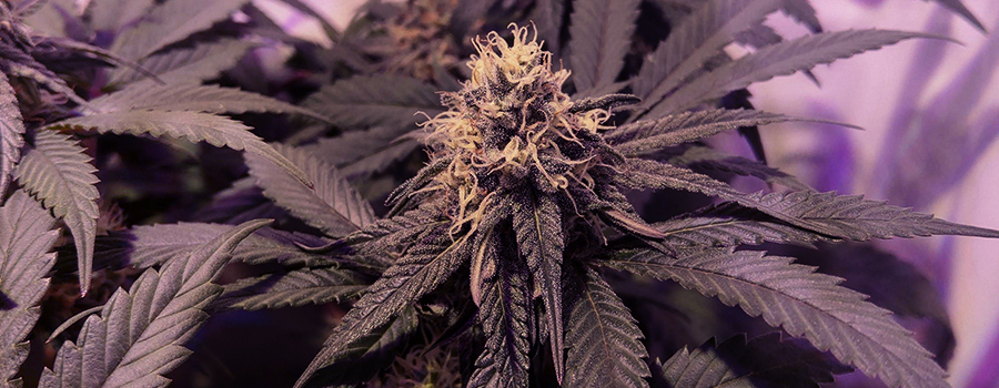 Green Crack Punch Green Crack Punch